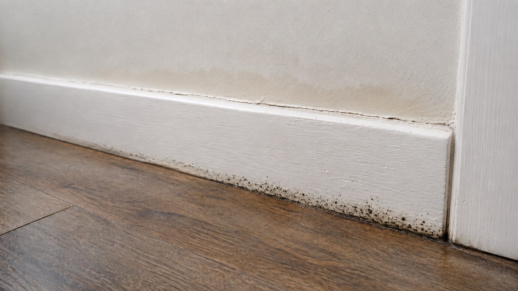 Close-up of a white baseboard with early mold speckles, faint water staining, and slight paint swelling after a small leak.