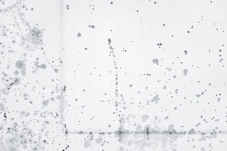 Black mold spots on a painted wall showing surface mold that needs safe cleaning and moisture control