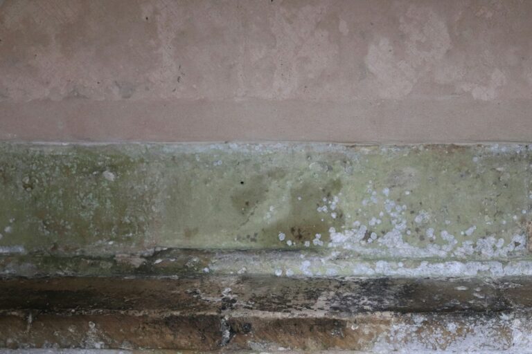Green mildew-like growth and moisture staining on a damp wall caused by persistent moisture