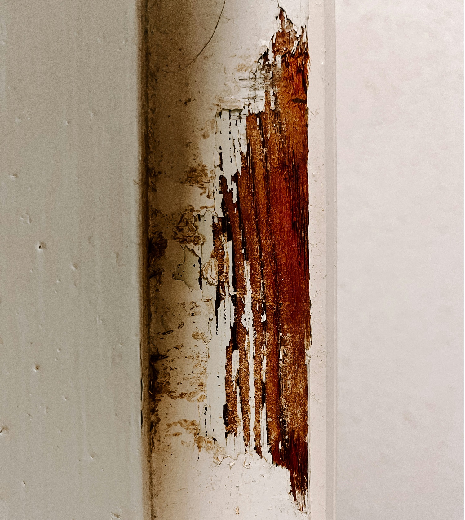 Close-up of water-damaged painted wood trim showing peeling paint and moisture damage before mold growth