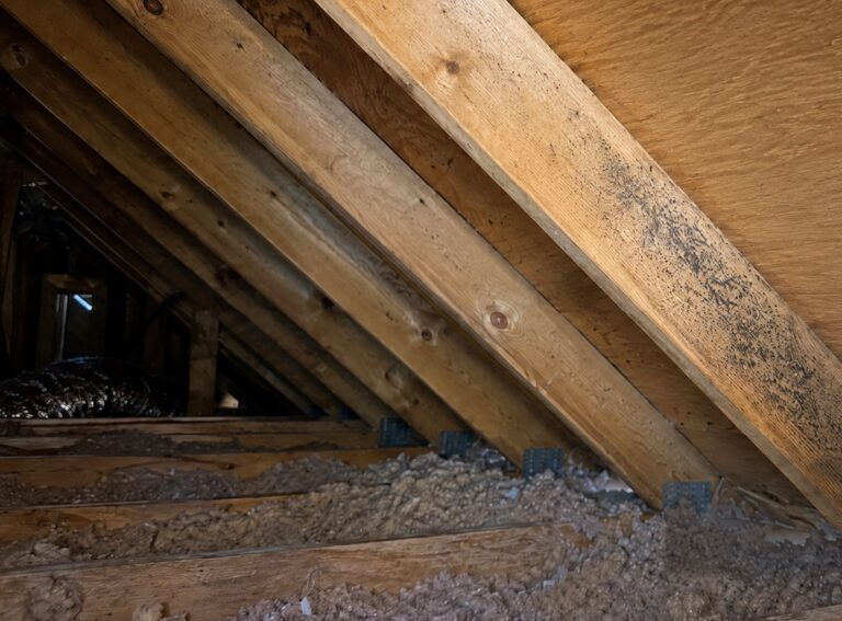 Early mold speckling on an attic rafter beneath roof sheathing with insulation and framing visible below.