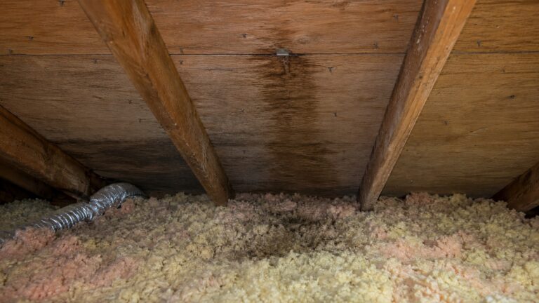 Attic insulation with a damp stained patch below a plywood roof seam, showing moisture damage and roofing nails in the roof deck.