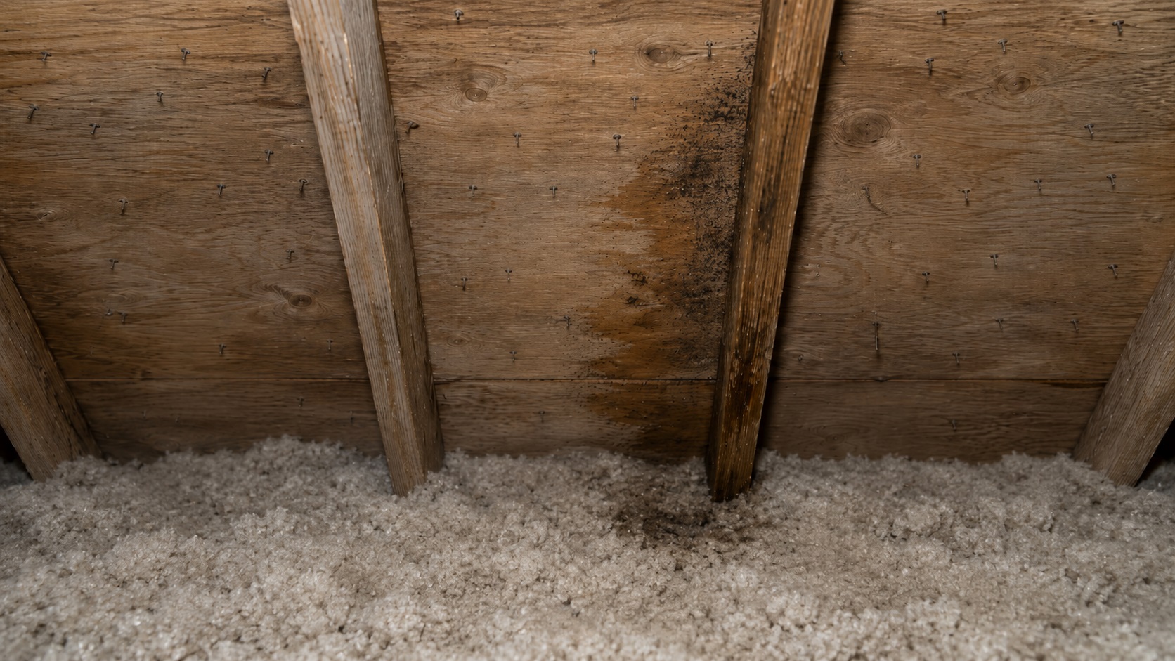 Attic roof sheathing with water staining, early mold speckling, exposed roofing nails, and damp loose-fill insulation below.