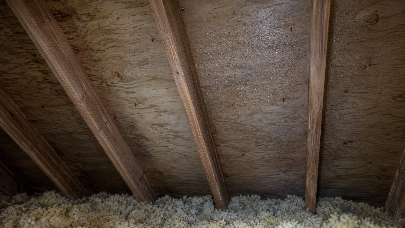 Condensation droplets, faint staining, and rust-colored nail tips on attic roof sheathing between wooden rafters above loose insulation.