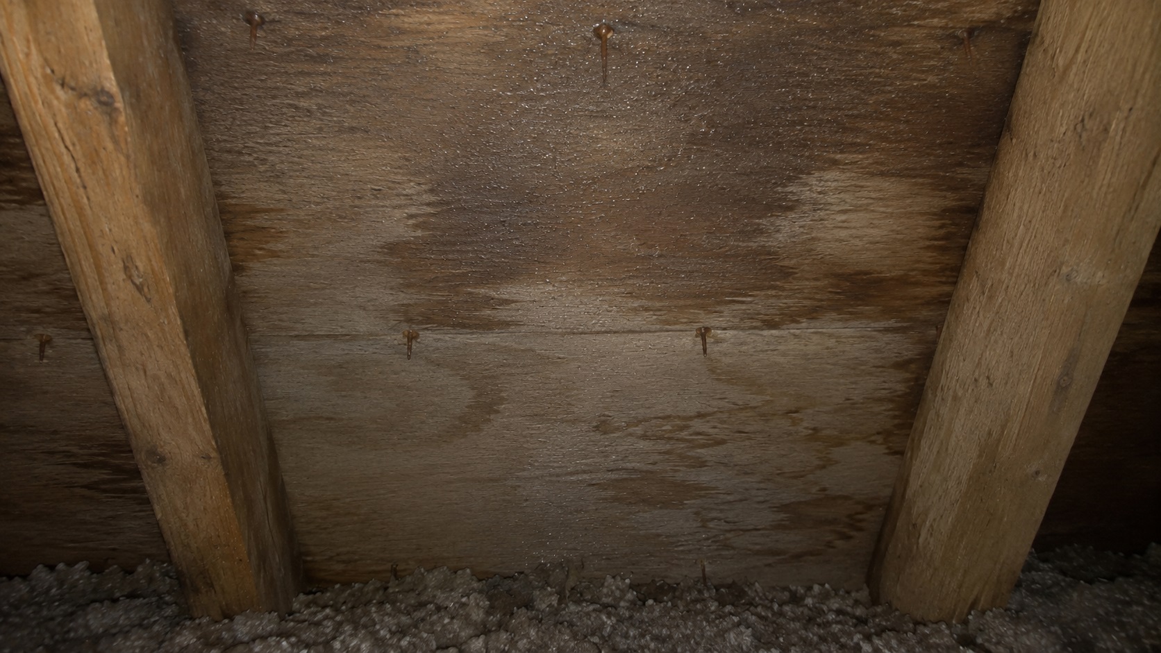 Close-up view of attic roof sheathing between rafters with small condensation droplets, rusted roofing nail tips, damp patches, and insulation below.